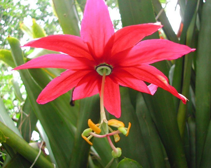 پاسیفلورا آنتیوکوئینسیس